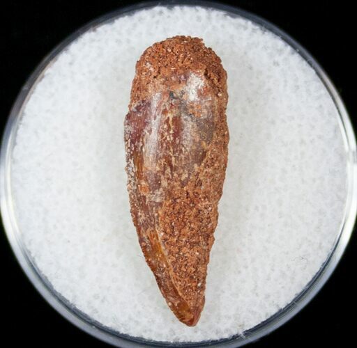 Bargain Raptor Tooth From Morocco - #14441